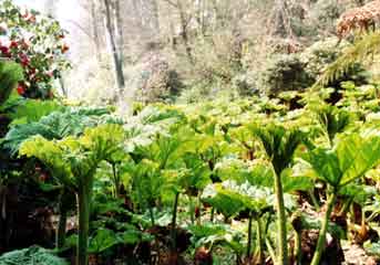 Trebah garden2