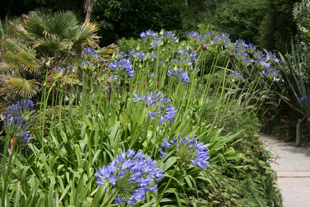 Trebah Garden, 2008