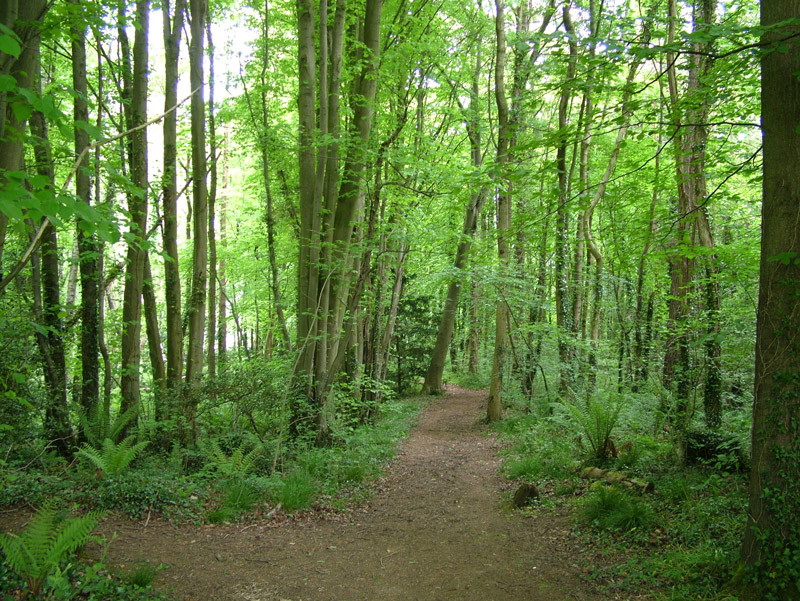 Woodland, Treborth Botanic Garden