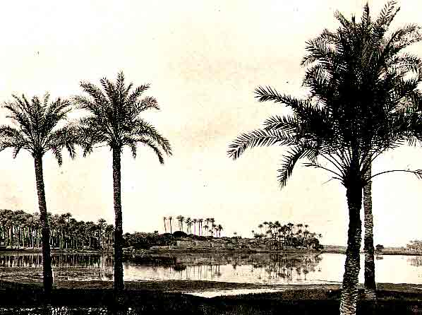 Egyptian Trees