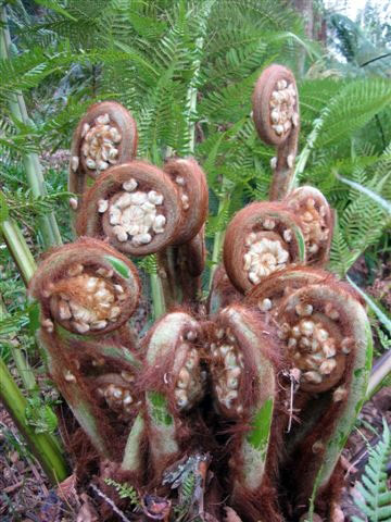 Tree Fern, Tregrehan Garden