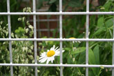Rectangular galvanized trellis
