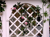 softwood trellis
