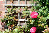 Faded softwood trellis
