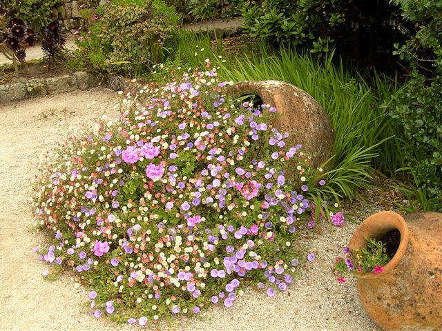 Tresco Abbey Gardens, Cornwall
