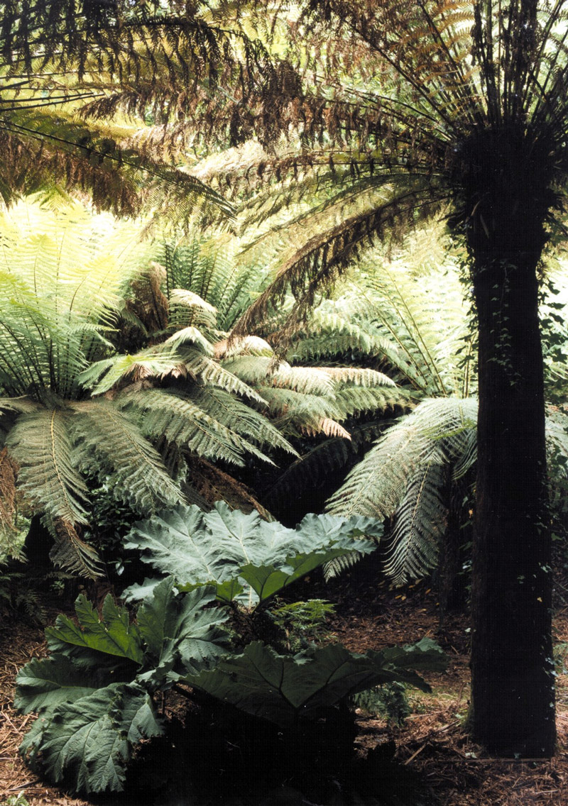 Fern Pit, Trewidden