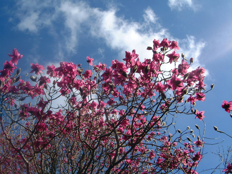 Trewidden Garden, Cornwall