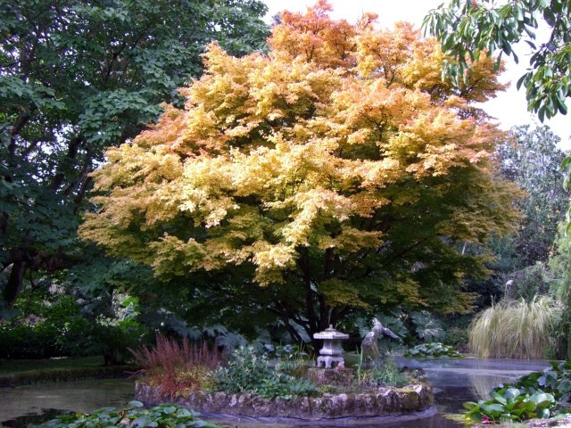 Trewidden Garden, Autumn