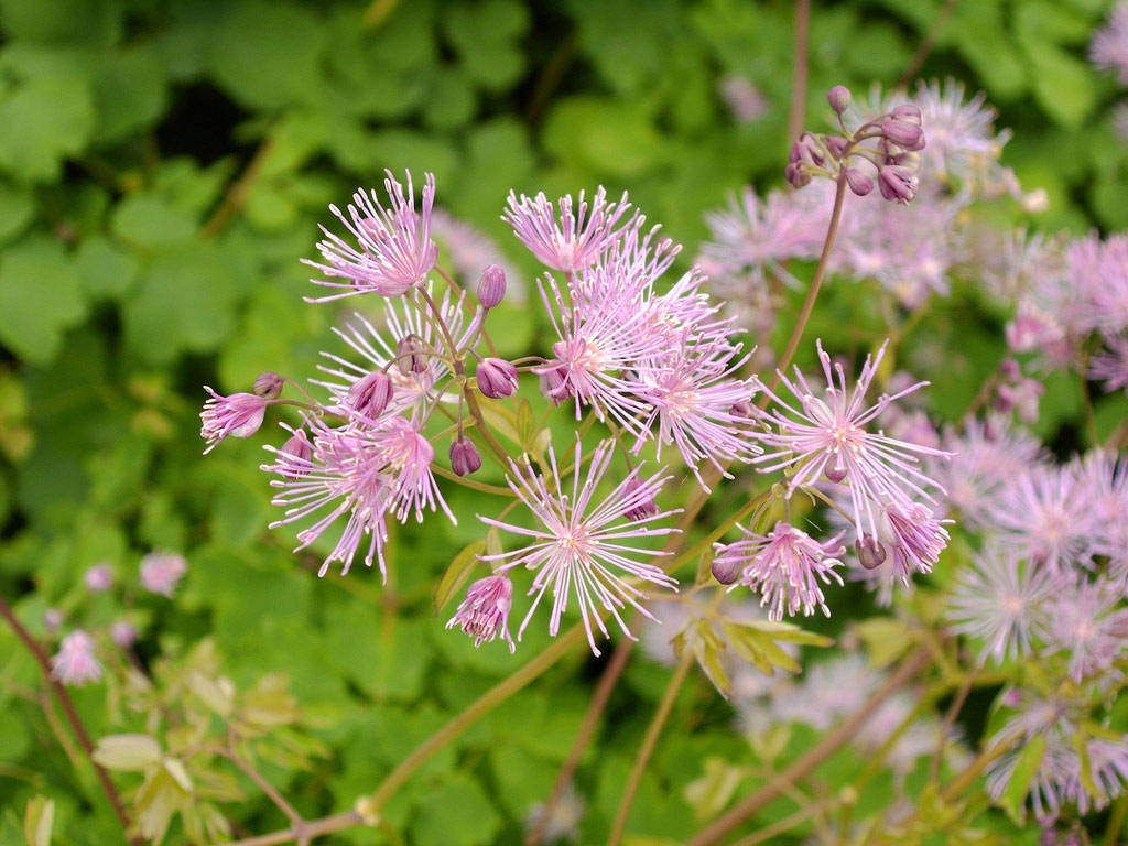 Ruta graveolens, Arboretum Trompenburg