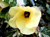 Tropical Flower