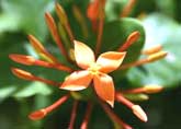 Tropical Flower