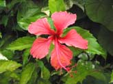 Caribbean Flower