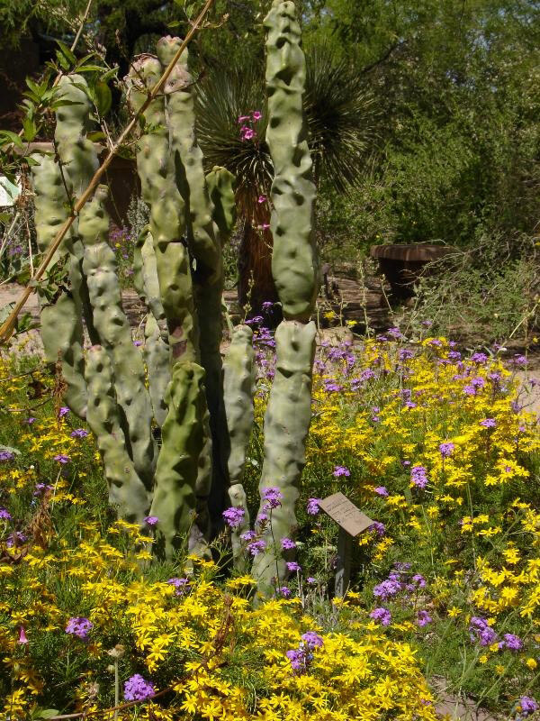 Tucson BG, Arizona