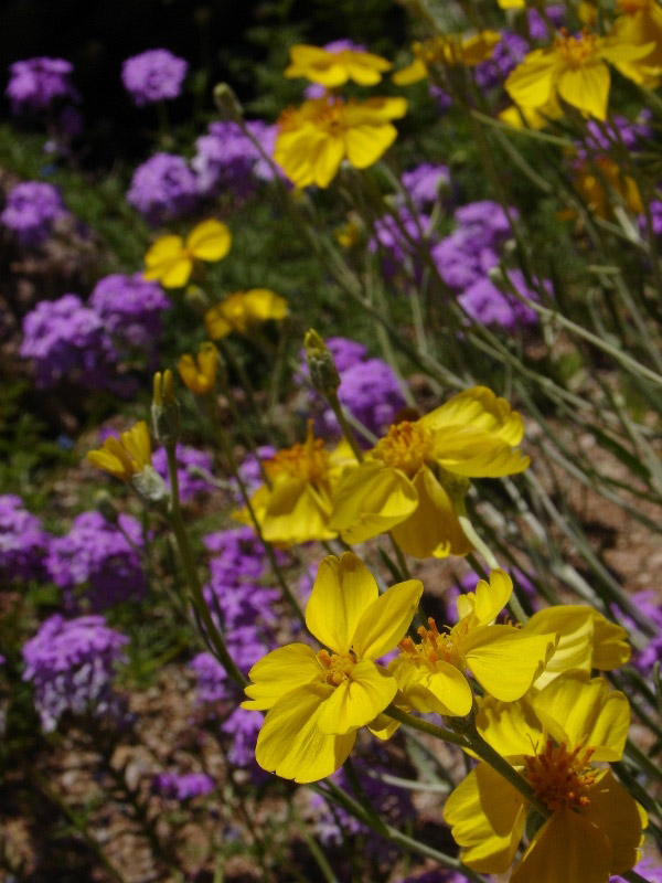 Tucson Botanical Gardens, AZ