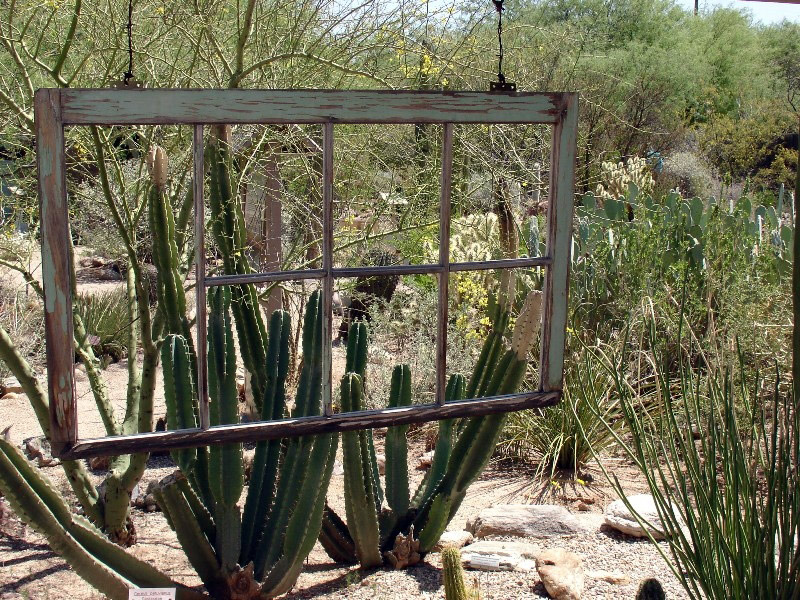 Cacti, Tucson Botanical Gardens