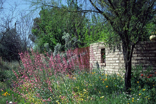 Tucson Botanical Gardens, Arizona