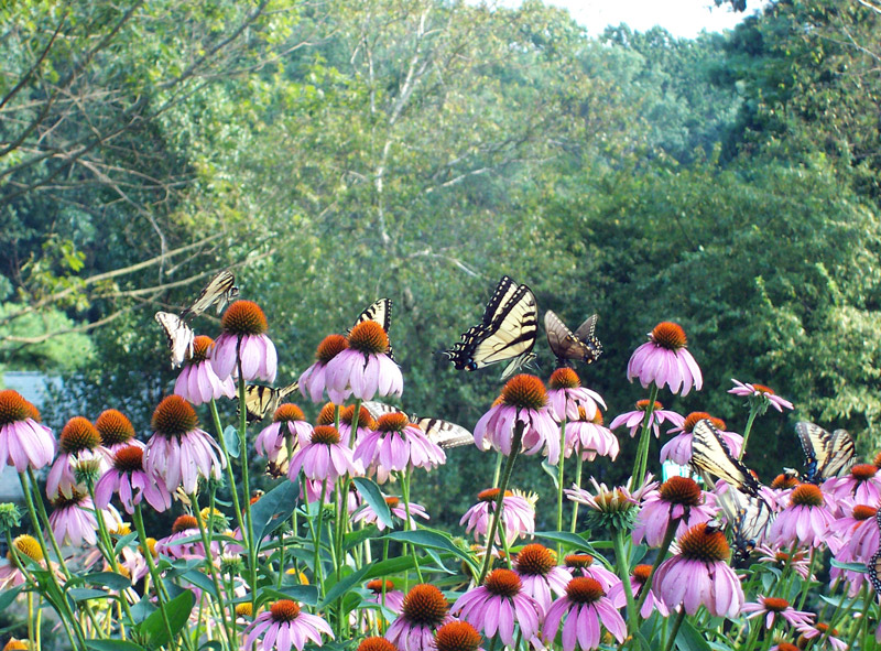 Butterflies, Tyler Arboretum