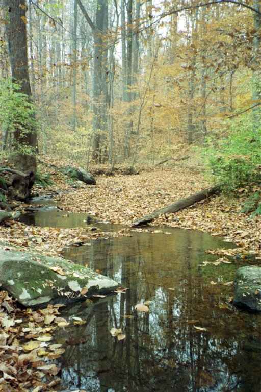 Stream, Tyler Arboreum