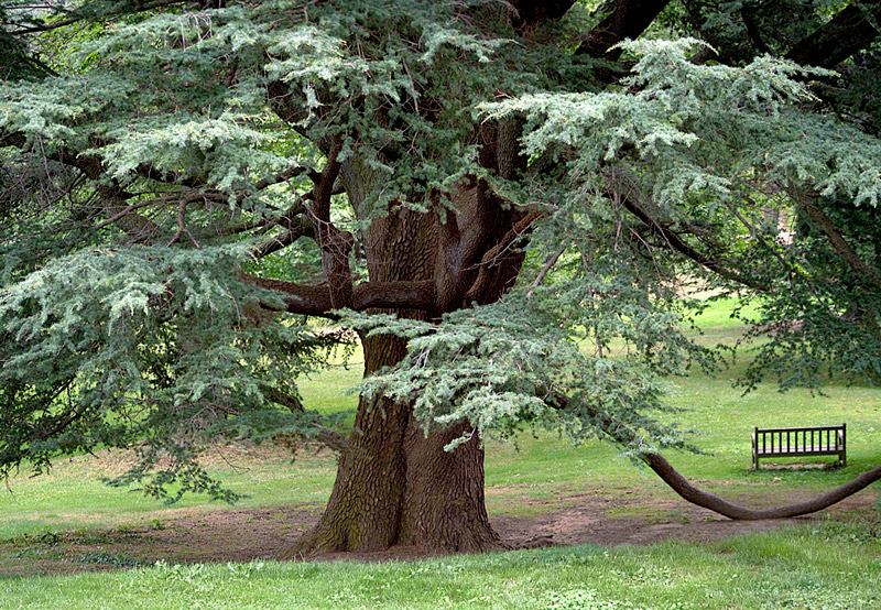 Cedar of Lebanon, Tyler Arboretum