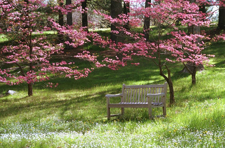 Pink Dogwoods, Tyler Arboretum