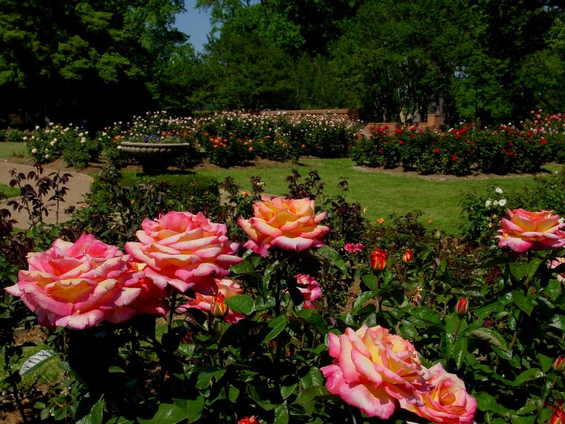 tyler_rose_garden_600x.jpg