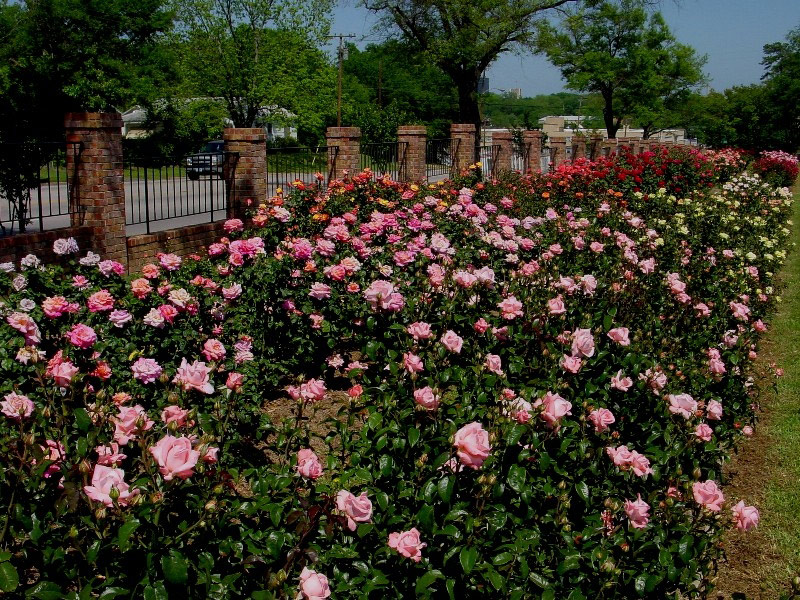 Tyler Municipal Rose Garden, Texas