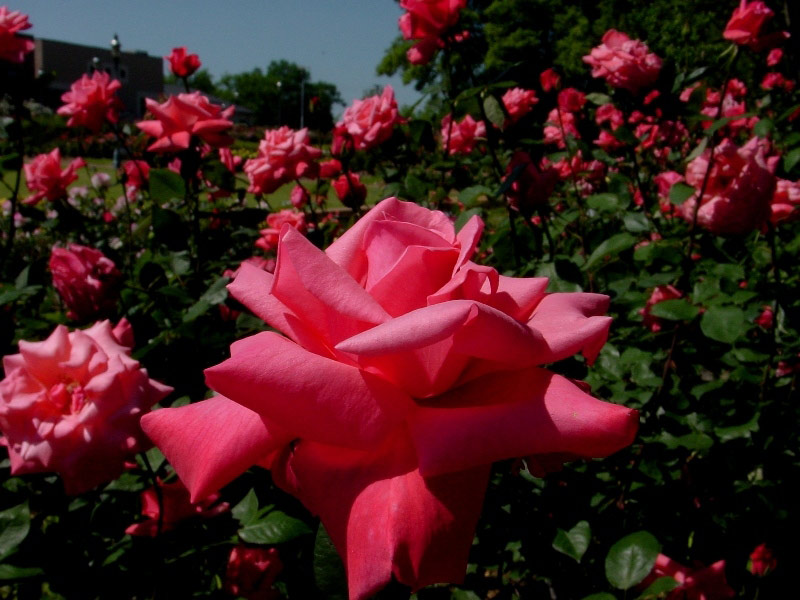 Tyler Rose Garden