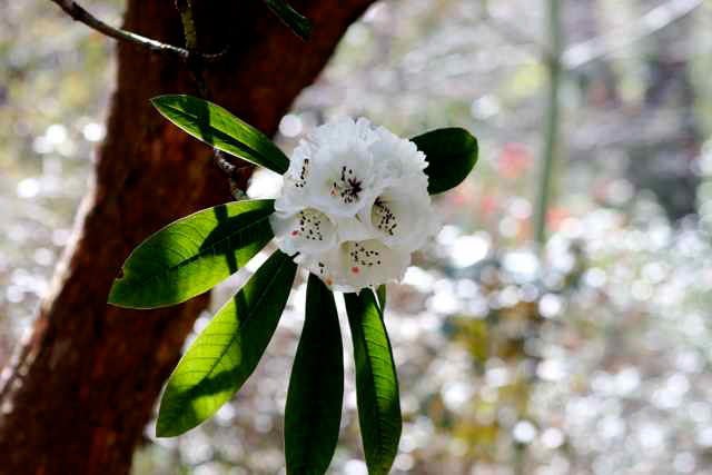 UC Berkeley Garden, 2010