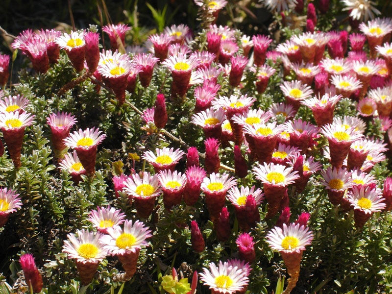 UC Berkeley Botanical Garden, California