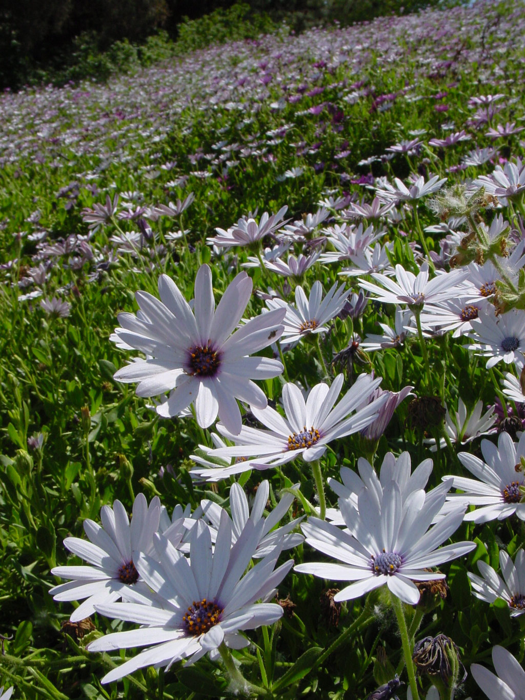 University of California Davis Arboretum