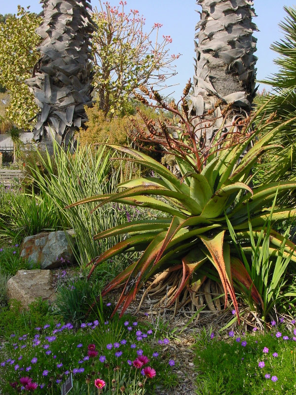 UCI Arboretum