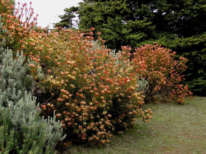 UCSC Arboretum