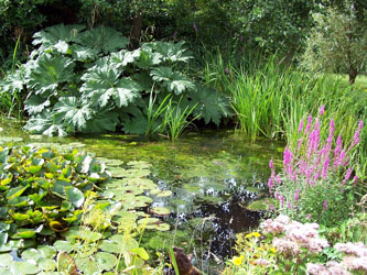Pond, University of Leicester Botanic Garden