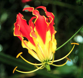 University of Leicester Botanic Garden