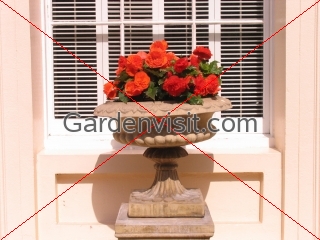 Urn Geraniums