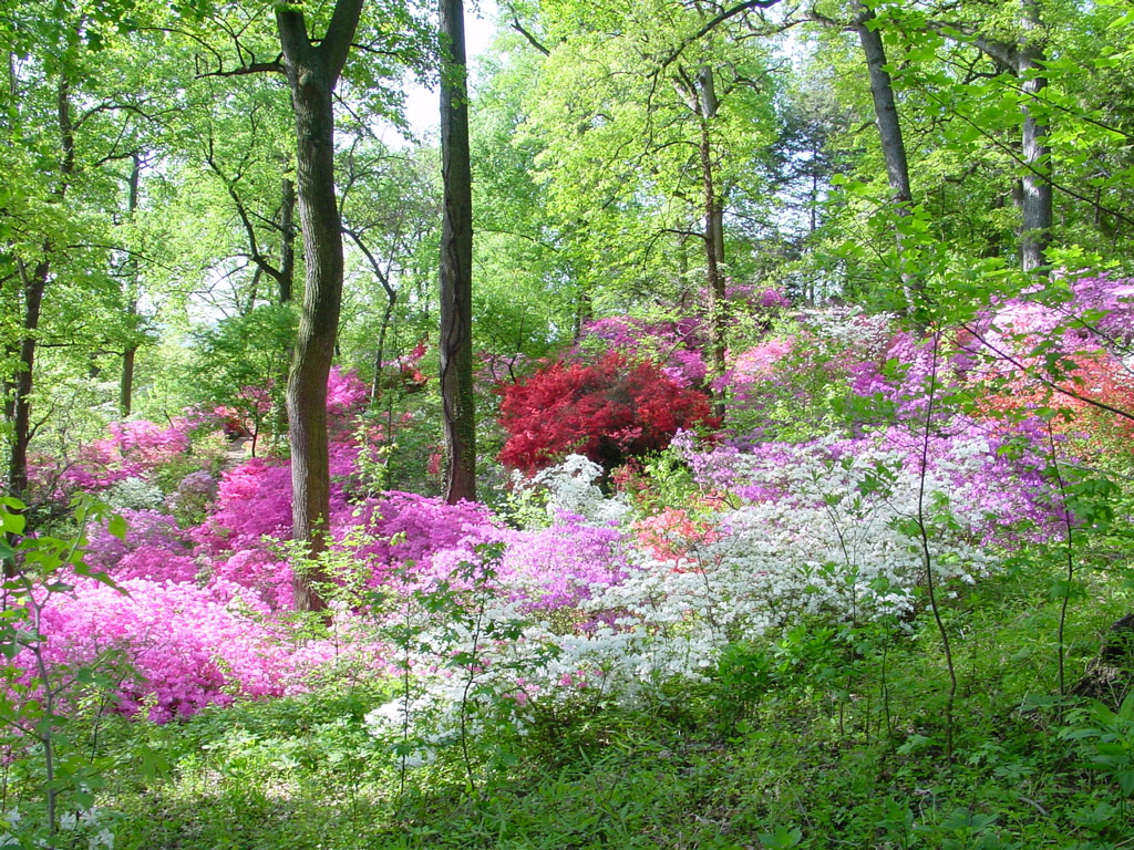 Azaleas, US National Arboretum Garden