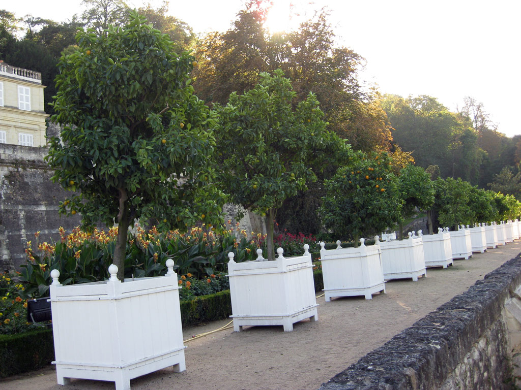 Fruit Trees