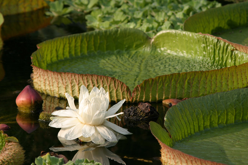 Jardin Exotique Val Rahmeh, France