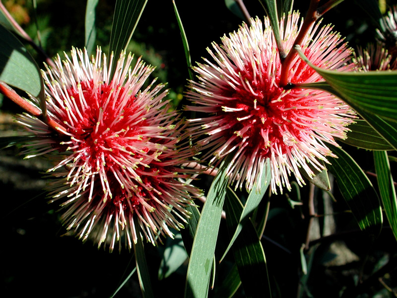 Jardin Exotique Val Rahmeh, Menton