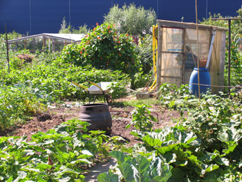 Allotment garden in England