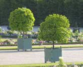 Versailles Planter