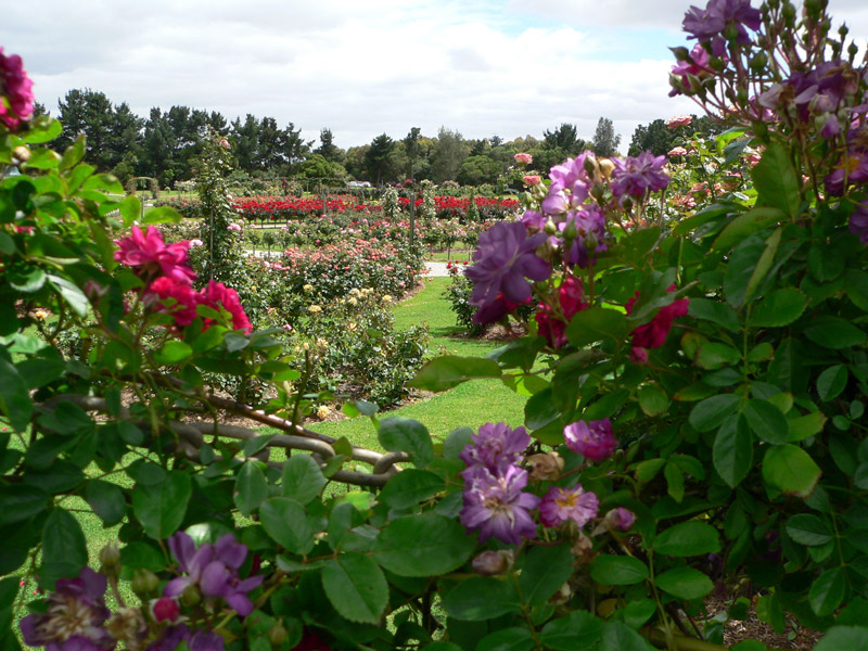 Rose Garden