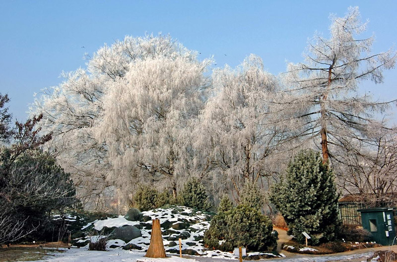 Snow at Botanical Garden of the University of Vienna