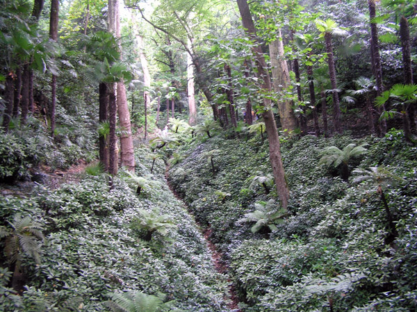 Villa Carlotta, Tree Ferns