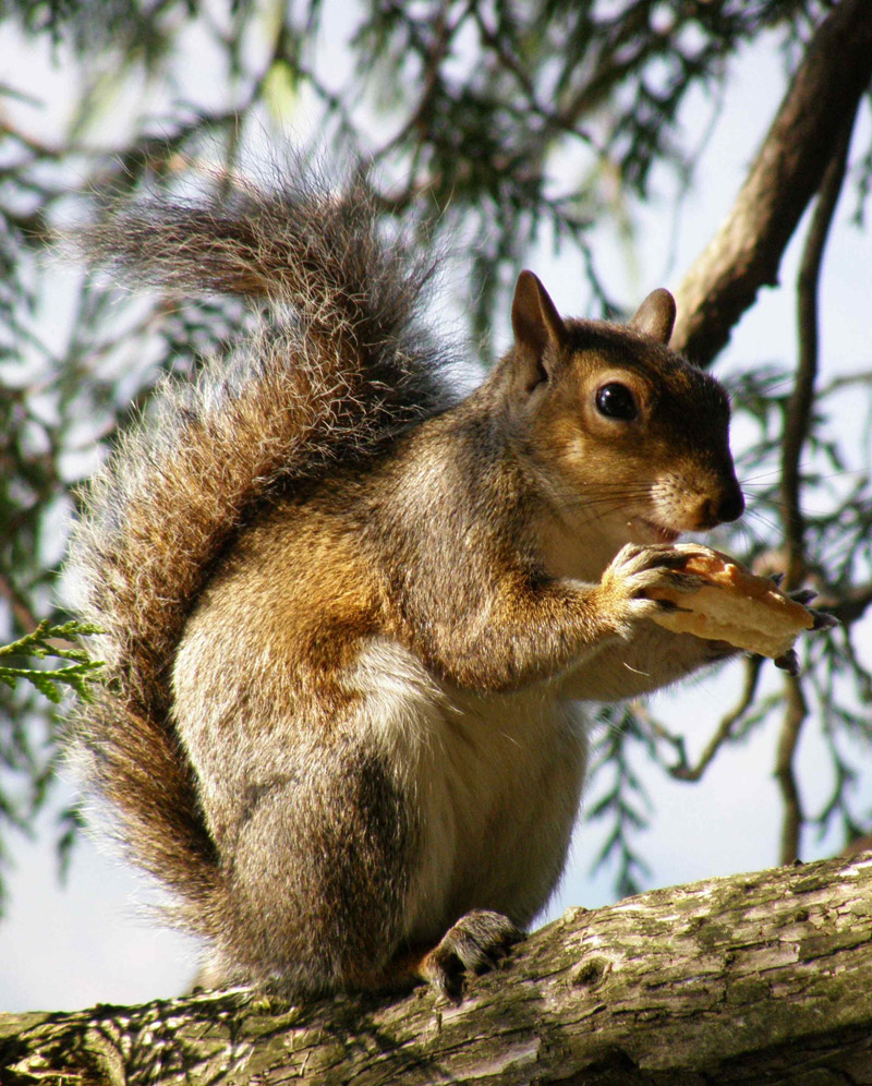 Squirrel, Villa Melzi
