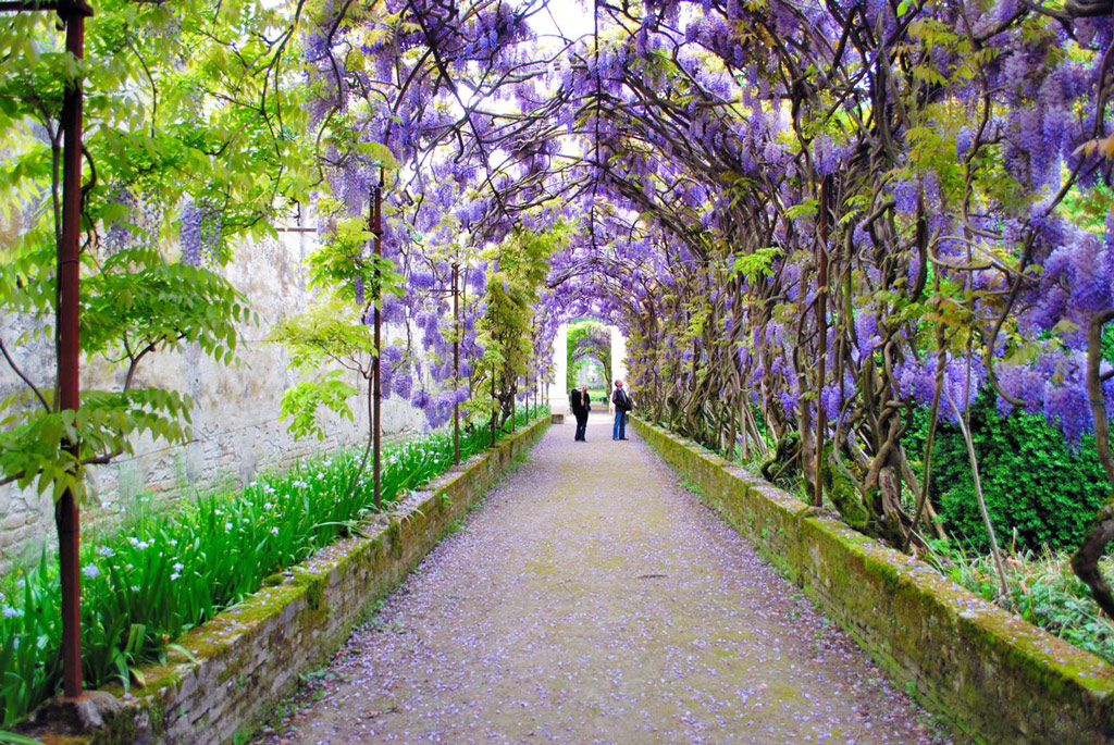 Wisteria, Villa Pisani