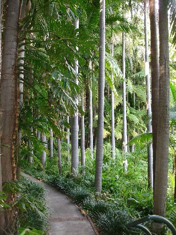 Palm Garden, Virginia Robinson Gardens
