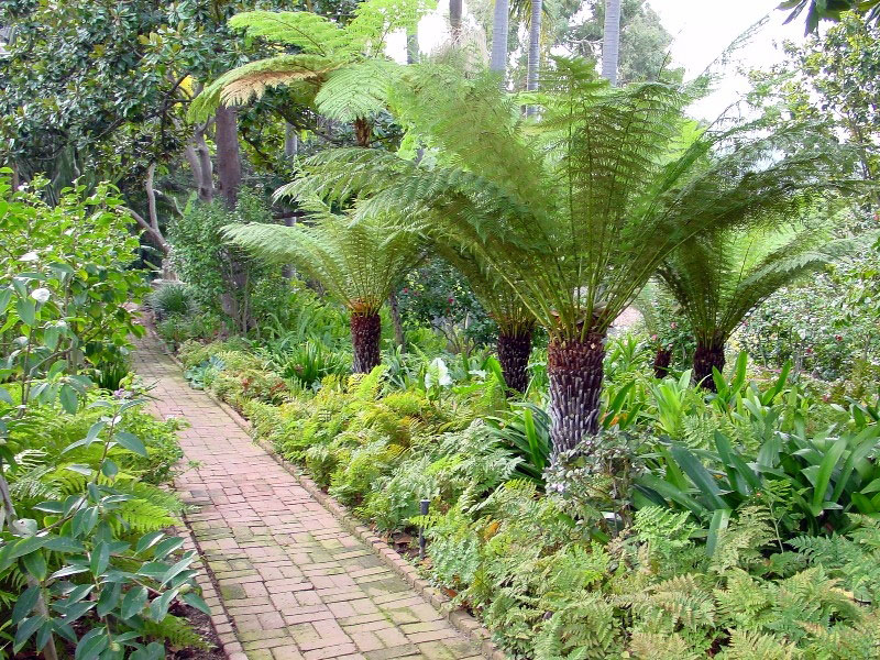 Tree Ferns, Virginia Robinson Gardens