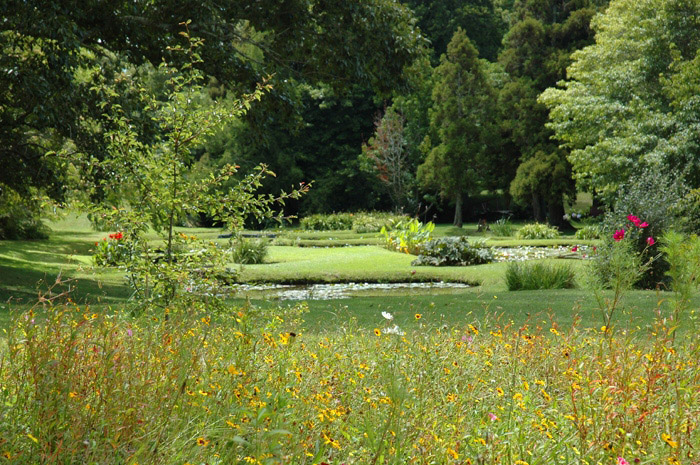 Meadow, Waihi Waterlily Gardens
