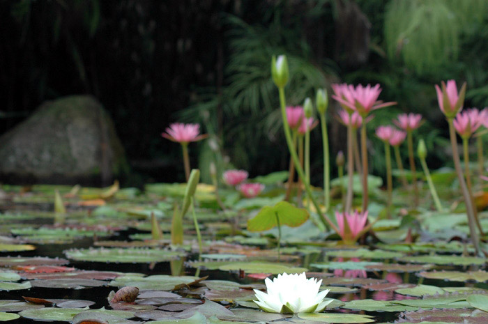 Pond, Waihi Waterlily Gardens